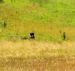 2015-07-26, 082, Yellowstone NP, WY, Eagle with Kill