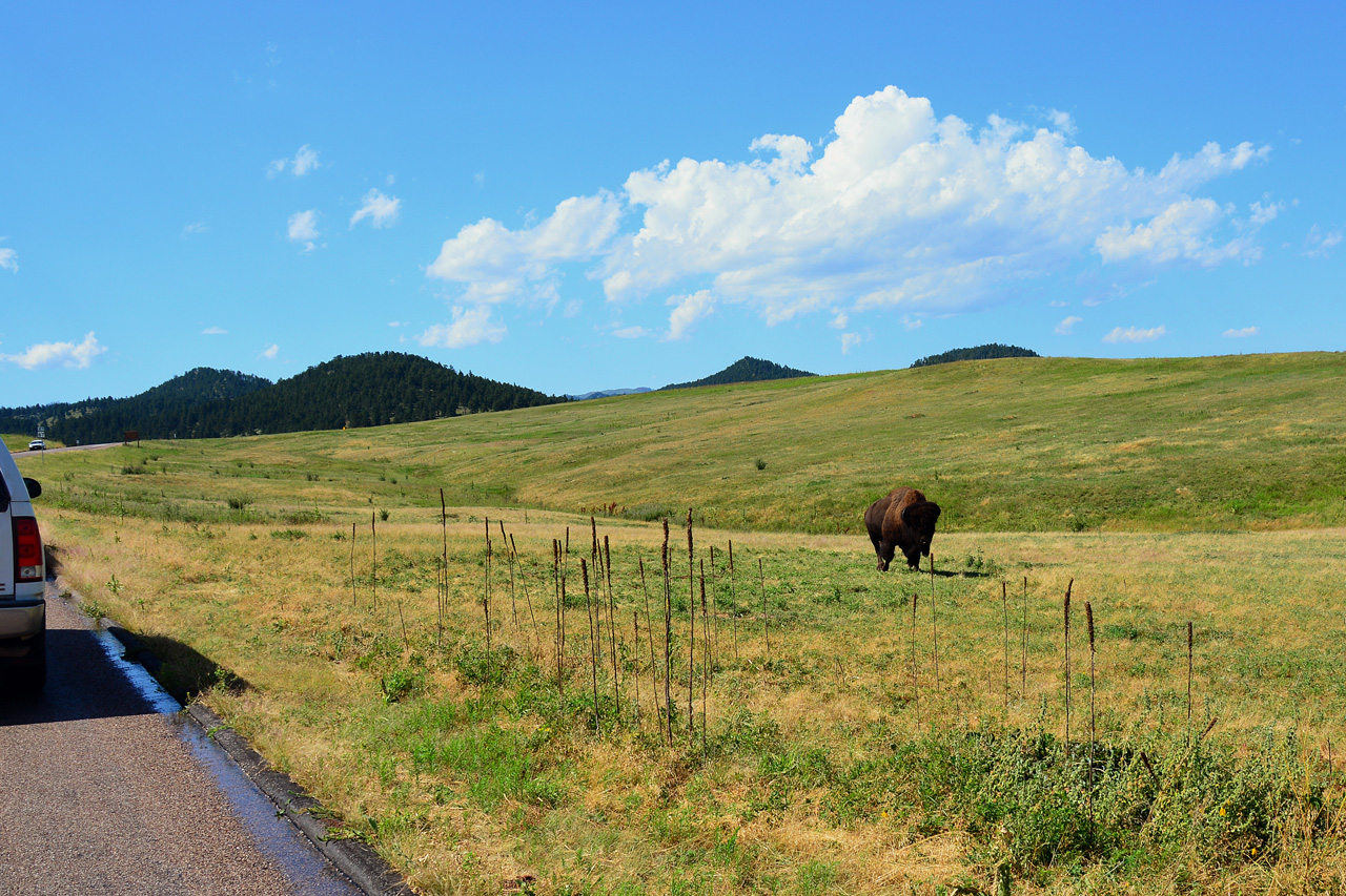 2015-08-01, 001, Wind Cave NP, SD, Buffalo