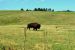 2015-08-01, 003, Wind Cave NP, SD, Buffalo