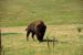 2015-08-01, 004, Wind Cave NP, SD, Buffalo