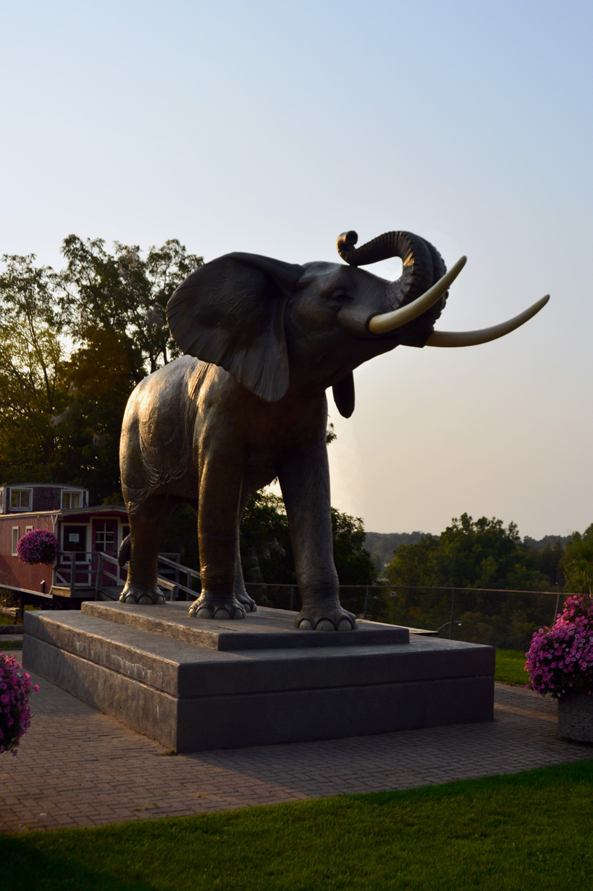 2015-08-31, 001, Jumbo the Elephant