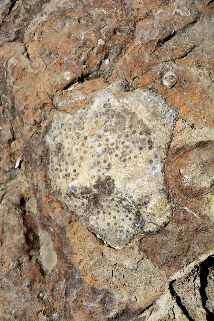 2015-09-09, 009, Devonian Fossil Gorge, Coralville, IA