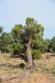 2015-09-30, 017, Escalante SP, UT, Petrified Forest Trail