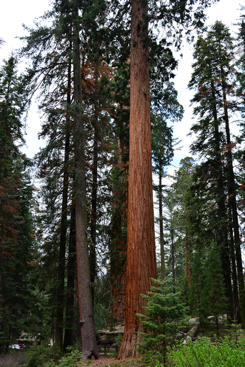 2016-05-24, 007, Kings Canyon National Park, CA