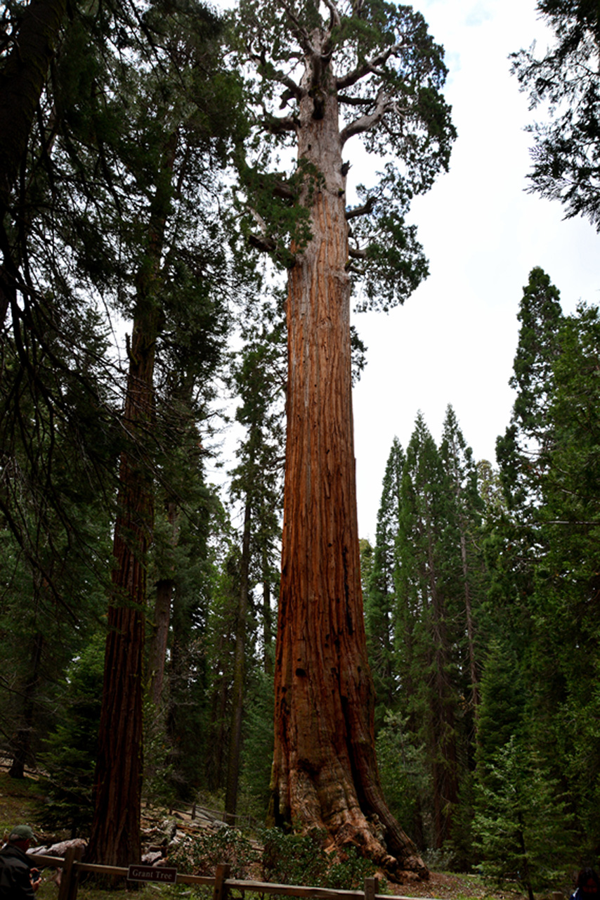 2016-05-24, 016, Kings Canyon National Park, CA