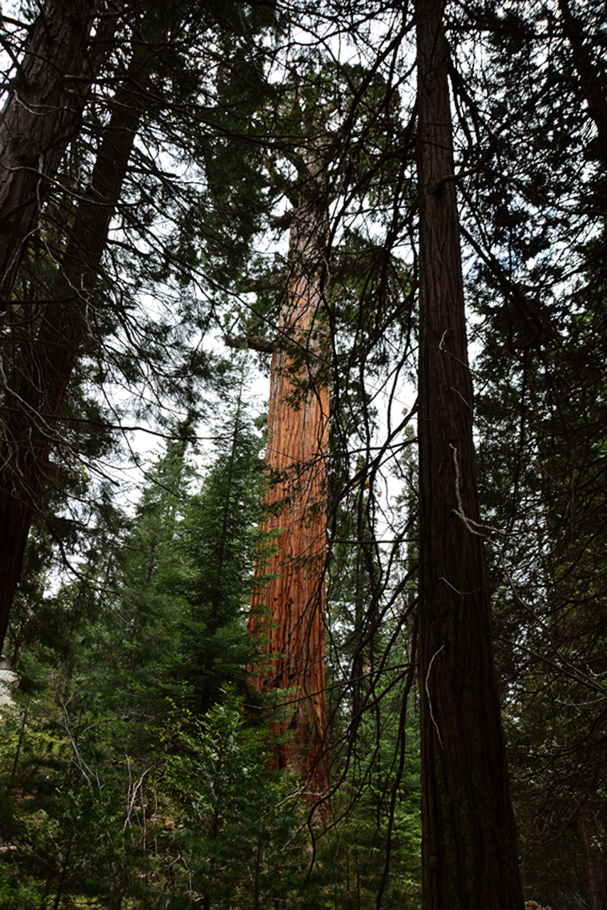 2016-05-24, 017, Kings Canyon National Park, CA