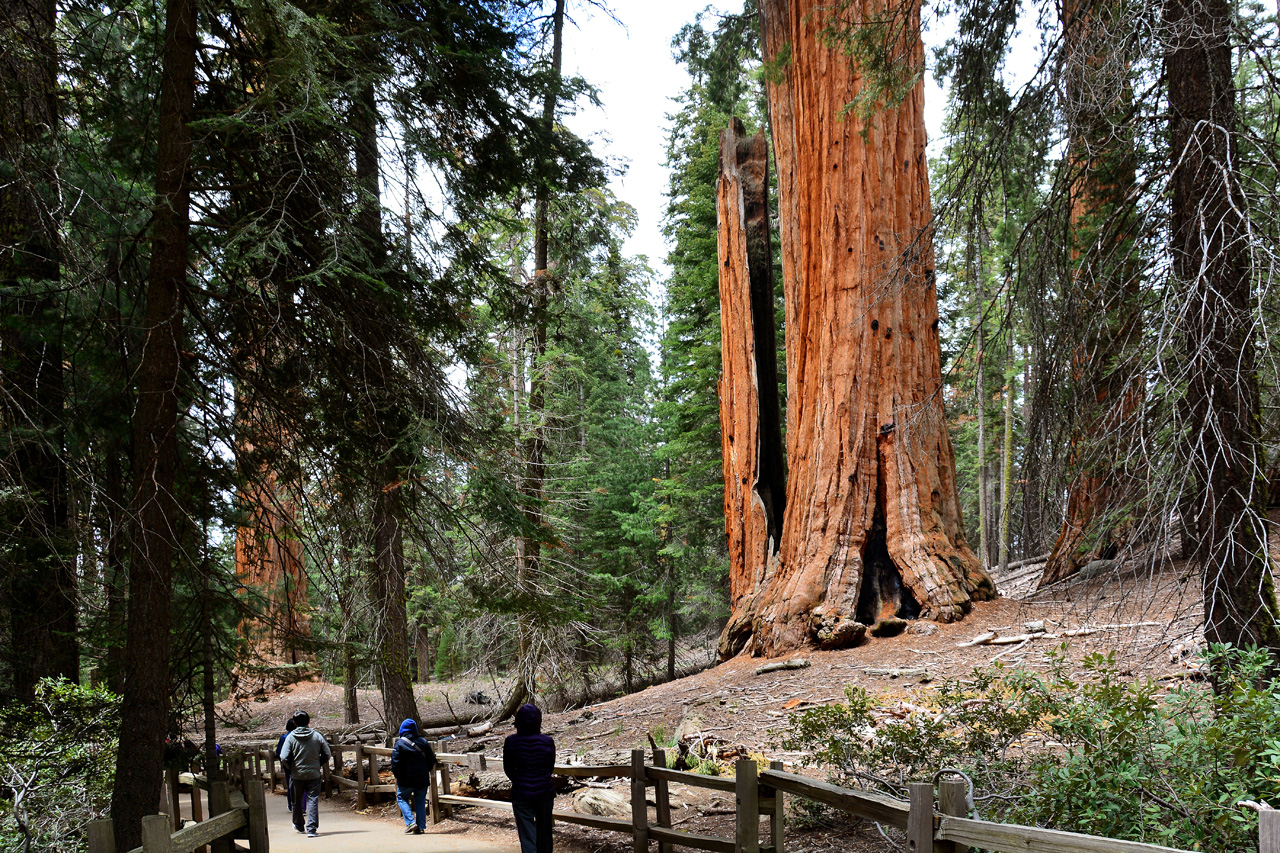 2016-05-24, 022, Kings Canyon National Park, CA