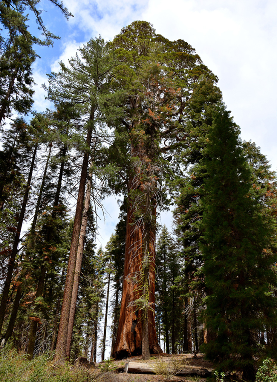 2016-05-24, 032, Kings Canyon National Park, CA