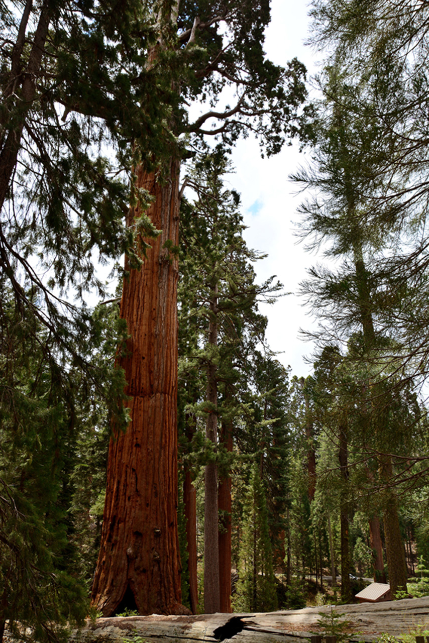 2016-05-24, 034, Kings Canyon National Park, CA