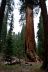 2016-05-24, 015, Kings Canyon National Park, CA