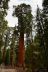 2016-05-24, 029, Kings Canyon National Park, CA