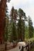 2016-05-24, 031, Kings Canyon National Park, CA