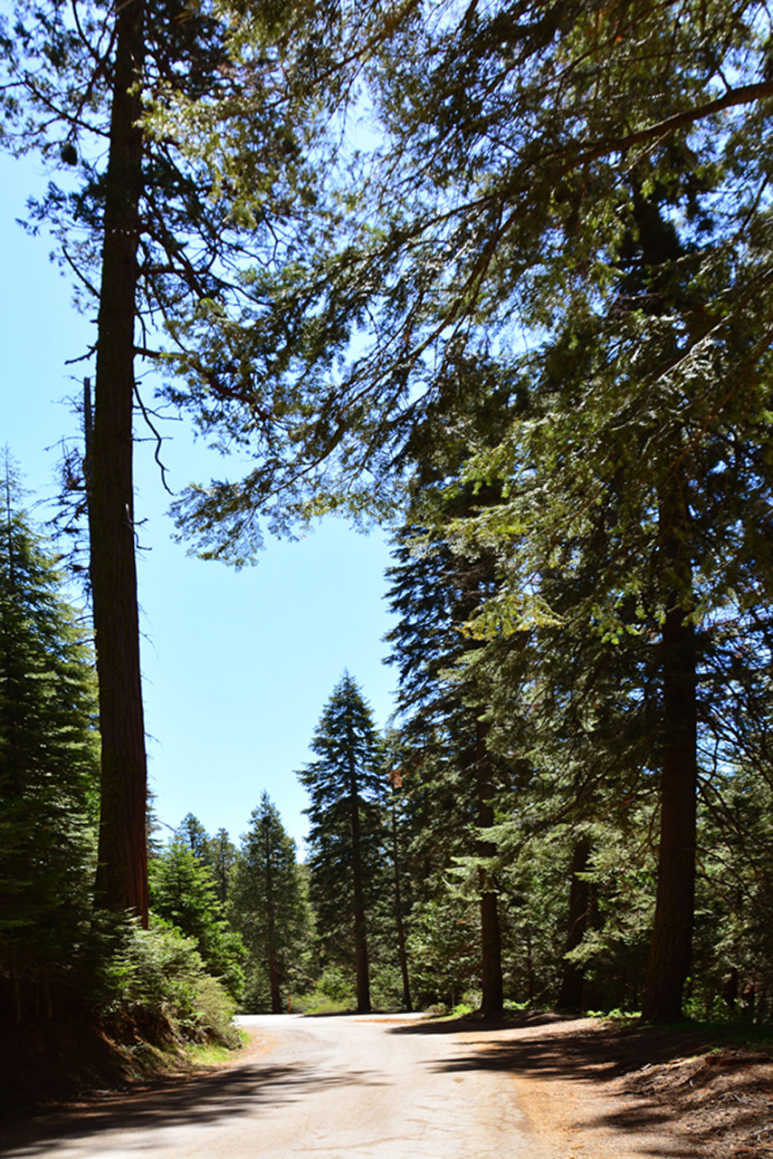 2016-05-19, 009, Ride along Rt 190 & Mtn 50 Sequoia NF