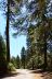 2016-05-19, 009, Ride along Rt 190 & Mtn 50 Sequoia NF