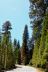 2016-05-19, 013, Ride along Rt 190 & Mtn 50 Sequoia NF