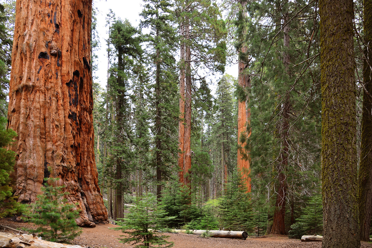2016-05-22, 016, Sequoia National Park, CA