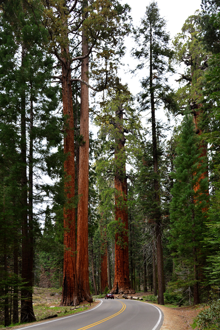 2016-05-22, 022, Sequoia National Park, CA