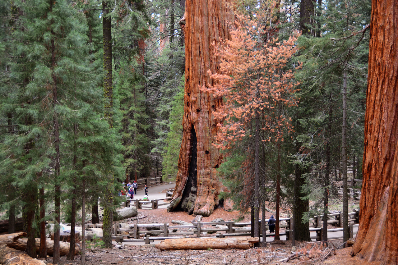 2016-05-22, 028, Sequoia National Park, CA