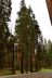 2016-05-22, 014, Sequoia National Park, CA