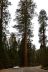 2016-05-22, 015, Sequoia National Park, CA