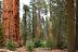 2016-05-22, 016, Sequoia National Park, CA