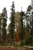 2016-05-22, 017, Sequoia National Park, CA