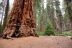 2016-05-22, 018, Sequoia National Park, CA