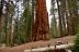 2016-05-22, 019, Sequoia National Park, CA