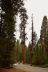 2016-05-22, 020, Sequoia National Park, CA