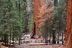 2016-05-22, 028, Sequoia National Park, CA