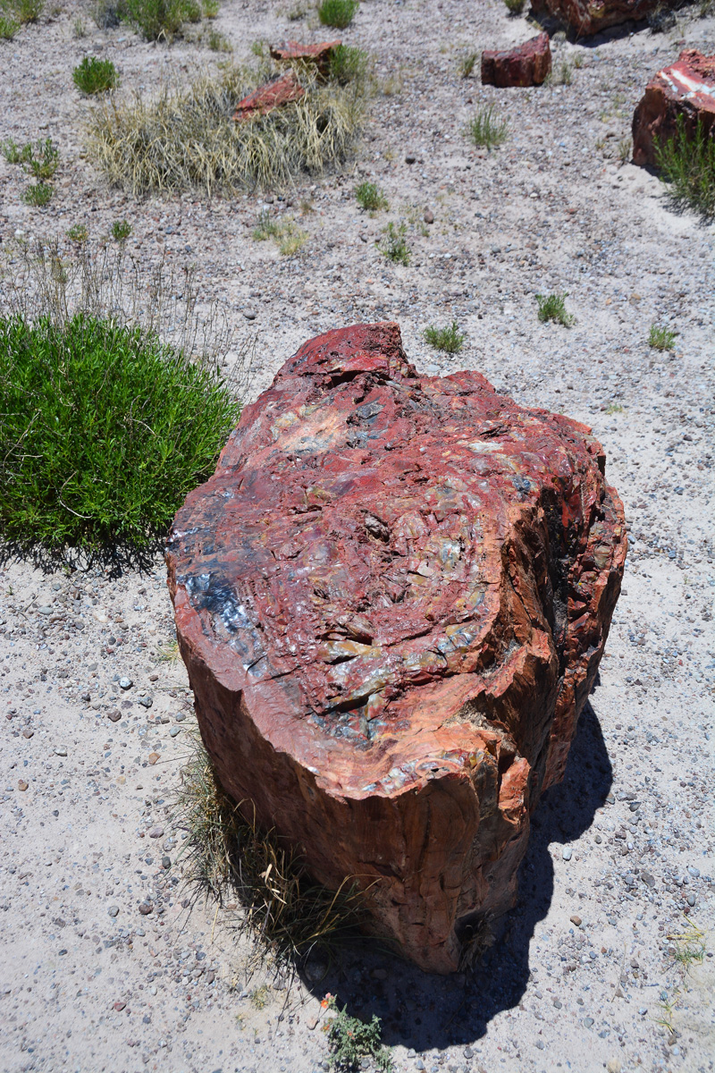 2016-06-03, 030, Petrified Forest, Visitor Area