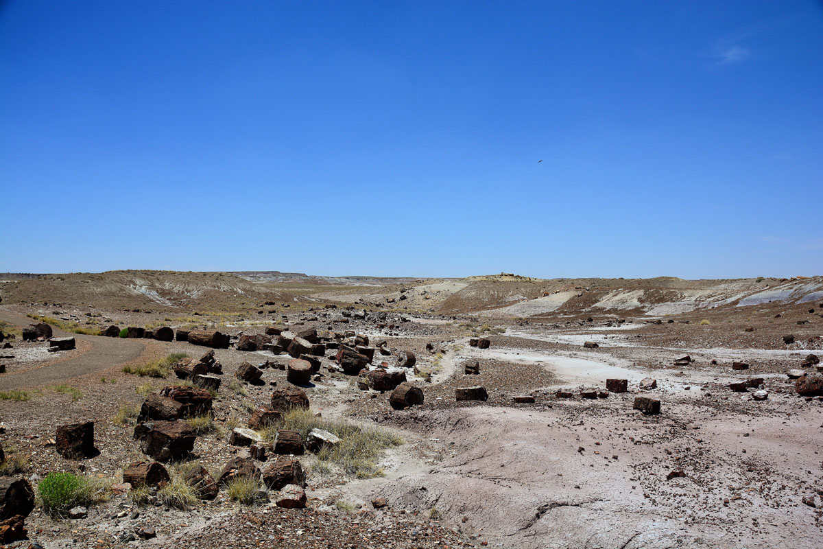 2016-06-03, 059, Petrified Forest, Crystal Forest