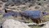 2016-06-03, 117, Petrified Forest, Village Rio Puerco