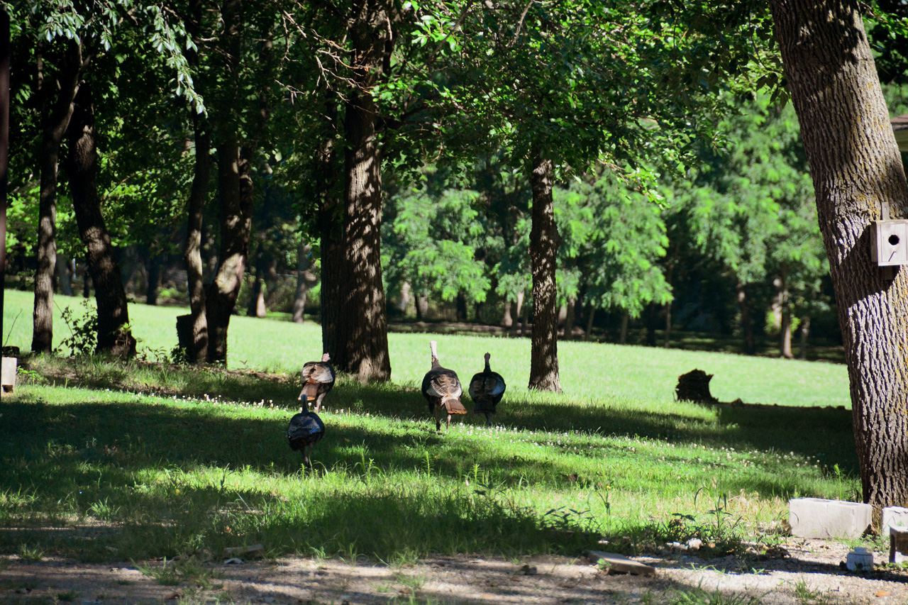 2016-07-25, 003, Wild Turkeys at Campground