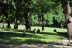 2016-07-25, 003, Wild Turkeys at Campground