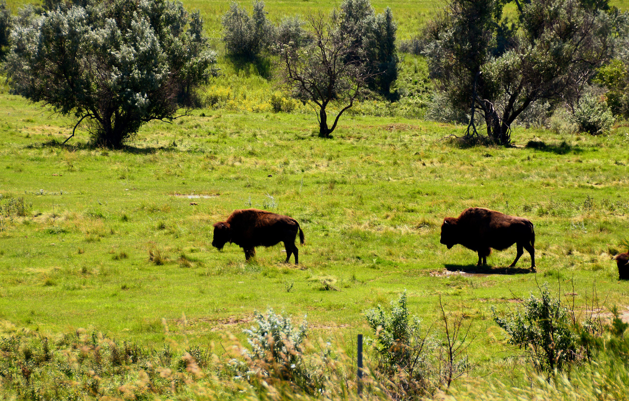 2016-08-02, 014, National Buffalo Museum