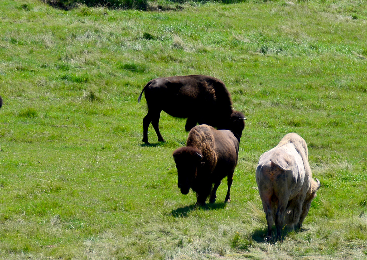 2016-08-02, 015, National Buffalo Museum