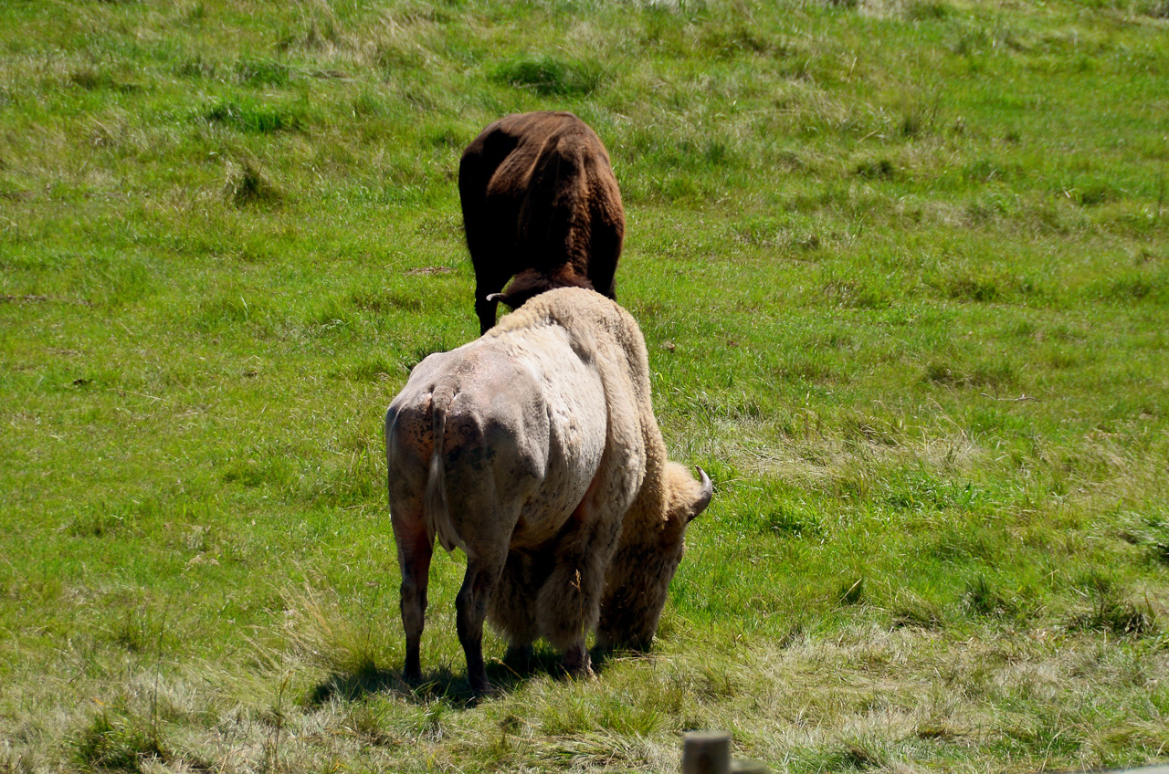 2016-08-02, 016, National Buffalo Museum