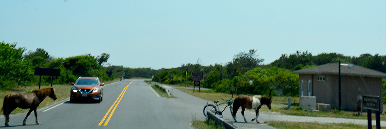 2017-06-12, 003, Horses Crossing Road