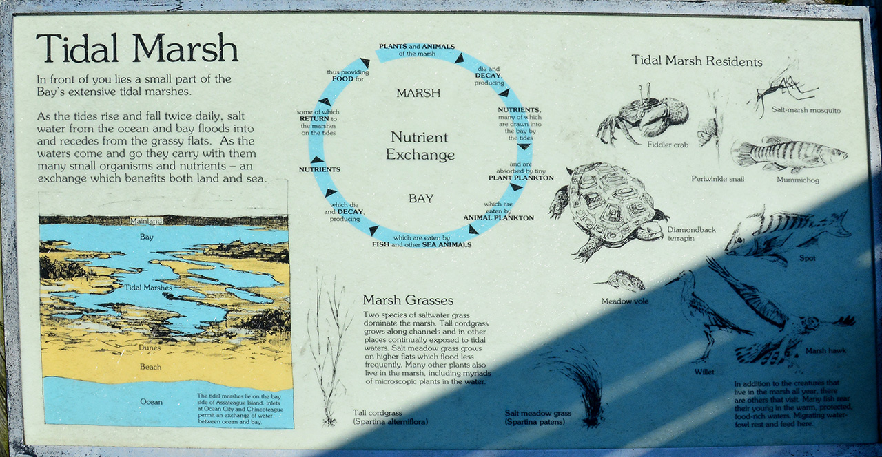 2017-06-13, 023, Tidal Marsh at Assateague Island
