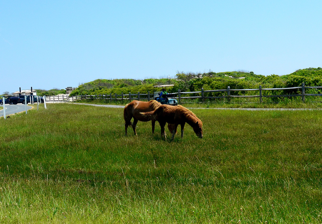 2017-06-13, 028, Horses at Assateague Island