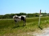 2017-06-13, 027, Horses at Assateague Island