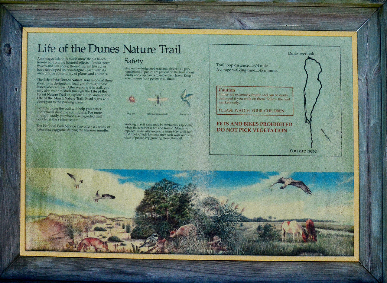 2017-06-13, 001, Dunes Trail at Assateague Island