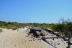 2017-06-13, 005, Dunes Trail at Assateague Island