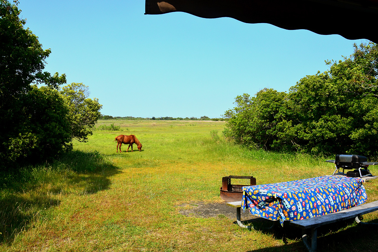 2017-06-12, 008, Assateague Island NS, MD