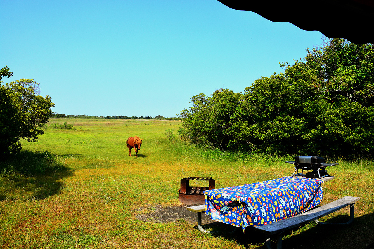 2017-06-12, 009, Assateague Island NS, MD