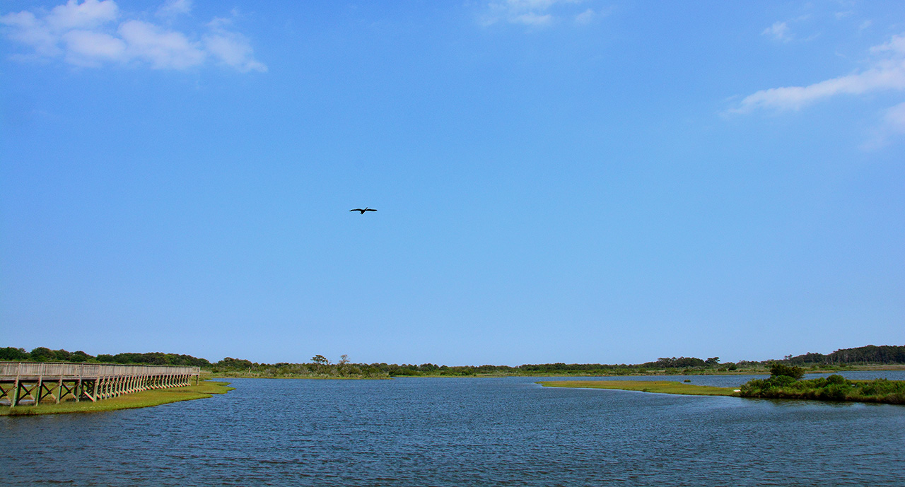 2017-06-12, 005, Life on the Marsh Trail