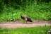 2017-06-23, 009, Wapiti Park CG, Elk River, MN