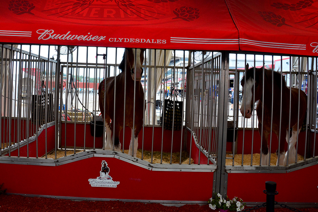 2017-07-08, 018, Calgary Stampede, AB, Budweiser Clydesdales