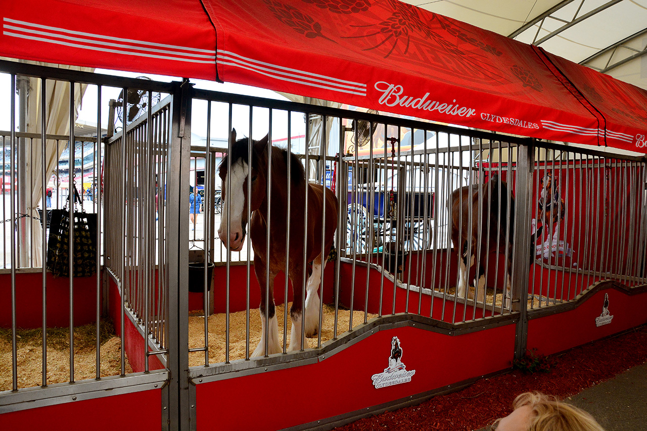 2017-07-08, 019, Calgary Stampede, AB, Budweiser Clydesdales